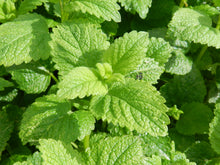 Load image into Gallery viewer, Lemon balm